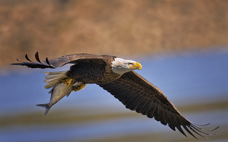 Aquila calva, uccello, pesce predatore, volare, ali, aquila marrone, calvo, aquila, uccello, predatore, pesce, volare, Ali, Sfondo HD