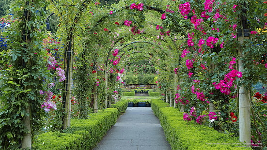 Jardim de rosas, Butchart Gardens, Ilha de Vancouver, Flores / jardins, HD papel de parede HD wallpaper