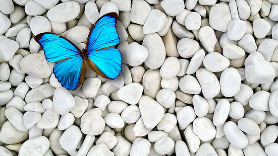 butterfly, stones, blue, gravel, HD wallpaper HD wallpaper