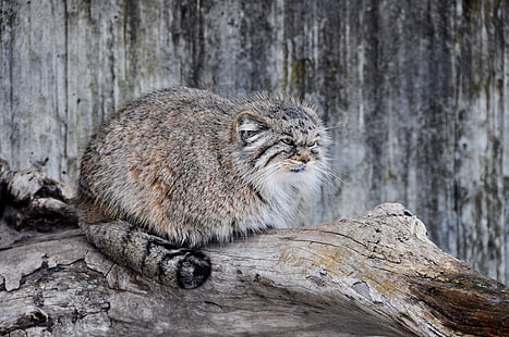 gray tabby cat, cat, predator, of Pallas, manul, wild, HD wallpaper HD wallpaper