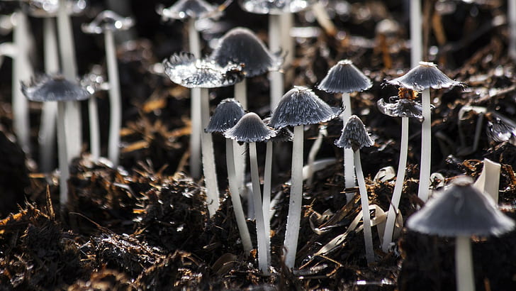 funghi, sfondi di funghi, grigio, fogliame, Sfondo HD