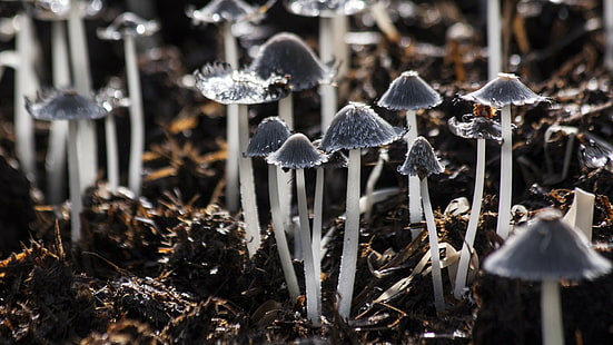 mushrooms, toadstools backgrounds, gray, foliage, HD wallpaper HD wallpaper