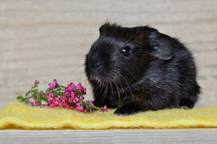 black guinea pig, guinea pig, rodent, black, HD wallpaper
