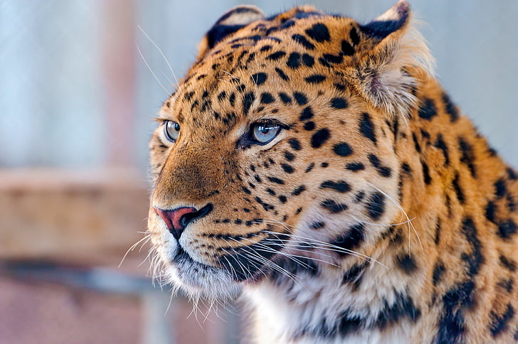 hewan macan tutul, kumis, lihat, wajah, macan tutul, Timur jauh, amur leopard, Wallpaper HD
