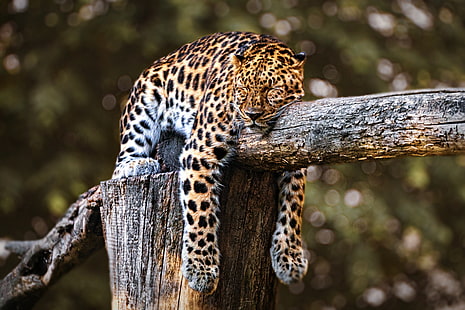 Котки, леопард, голяма котка, спяща, дива природа, хищник (животно), HD тапет HD wallpaper
