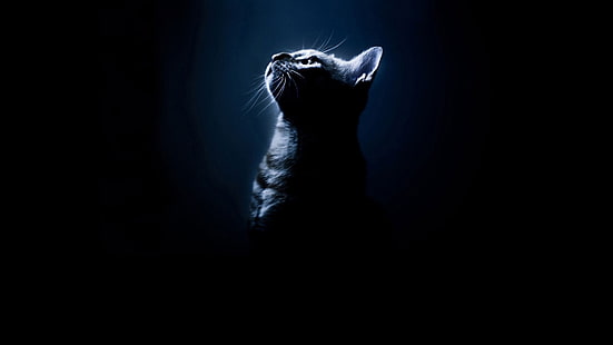 svarta katter djur silhuett svart bakgrund 1920x1080 Djur Katter HD-konst, svart, katter, HD tapet HD wallpaper