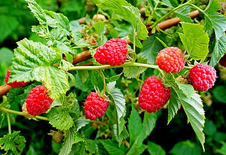 buah raspberry, daun, alam, raspberry, Bush, taman, beri, Wallpaper HD HD wallpaper