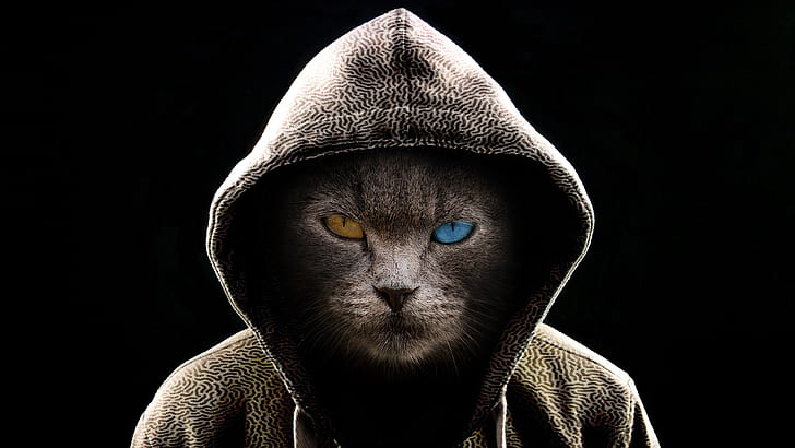 Kucing, Kucing, Heterochromia, Hood, Hoodie, Manipulasi, Wallpaper HD