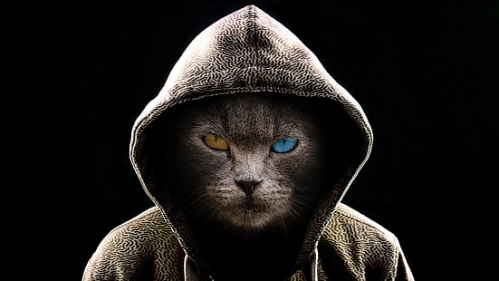  Cats, Cat, Heterochromia, Hood, Hoodie, Manipulation, HD wallpaper HD wallpaper