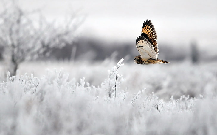สัตว์นกฮูกนกหิมะบิน, วอลล์เปเปอร์ HD