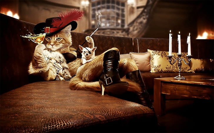 Cat Musketer, humor, smoking, drink, 3d and abstract, HD wallpaper