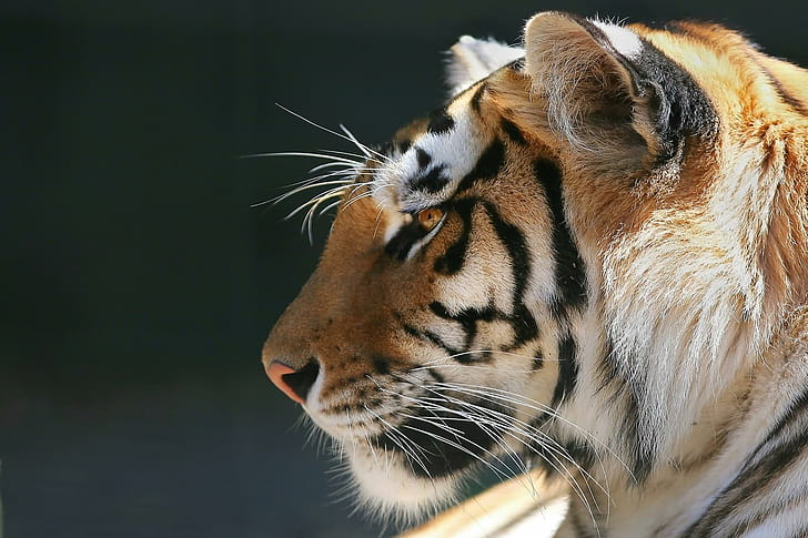 Profilo di una tigre del Bengala, tigre, Bengala, profilo, animale, animali, Sfondo HD