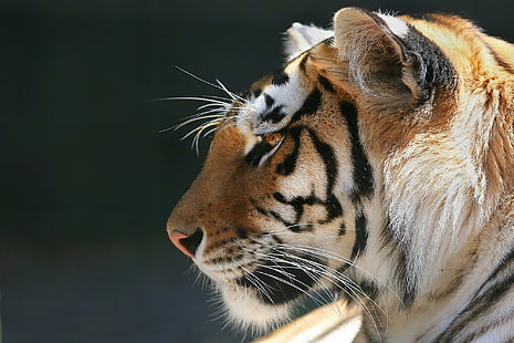 Perfil de un tigre de Bengala, tigre, bengala, perfil, animal, animales, Fondo de pantalla HD HD wallpaper
