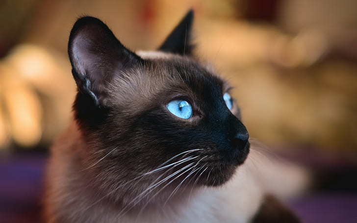 الحيوانات ، القط ، المقربة ، القطط السيامية ، العيون الزرقاء، خلفية HD
