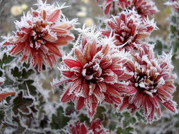 красно-белые цветы, хризантема, цветы, природа, мороз, снежинки, HD обои