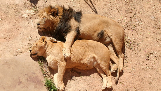 ライオンと雌ライオン、ライオン、カップル、雌ライオン、ライオン、寝ている、横になっている、 HDデスクトップの壁紙 HD wallpaper