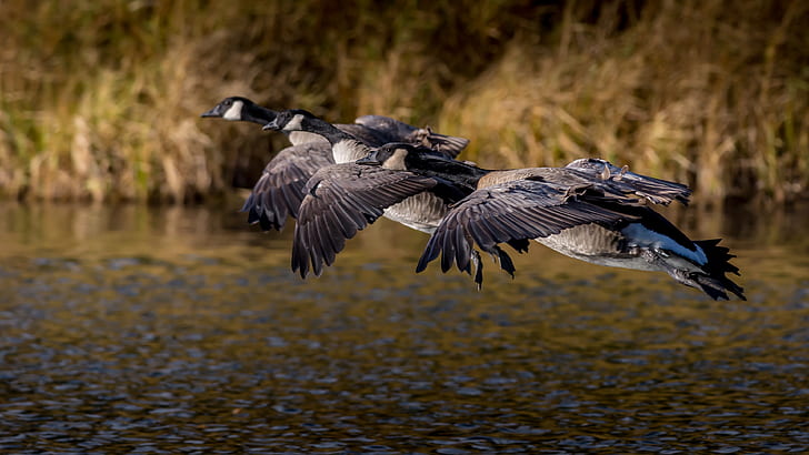 autumn, flight, birds, pack, pond, geese, canadian goose, flying, HD wallpaper