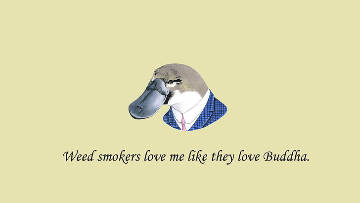 erbaccia fuma amami vita amano buddha post, minimalismo, sfondo semplice, arte digitale, citazione, umorismo, testo, animali, Sfondo HD