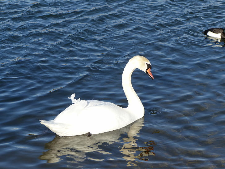 white swan on body of water, swan, white swan, body of water, TUFTED DUCK, MALLARDS, bird, swan, nature, animal, lake, water, wildlife, white, HD wallpaper