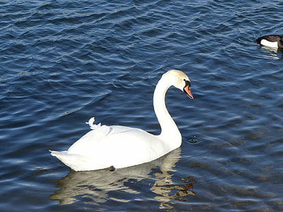 white swan on body of water, swan, white swan, body of water, TUFTED DUCK, MALLARDS, bird, swan, nature, animal, lake, water, wildlife, white, HD wallpaper HD wallpaper
