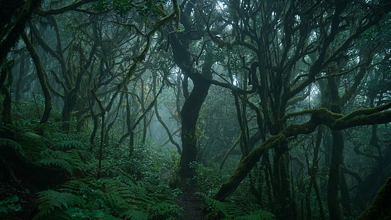 ธรรมชาติสีเขียว, ป่าสีเขียว, ป่ามืด, ป่า, ป่าลึก, ป่าทึบ, ป่าไม้, วอลล์เปเปอร์ HD HD wallpaper