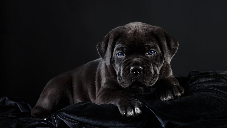 perro, cachorro, cane corso, raza canina, mamífero, mascota, perro negro, ojos azules, negro, Fondo de pantalla HD