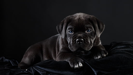 كلب ، جرو ، قصب كورسو ، سلالة الكلاب ، ثديي ، حيوان أليف ، كلب أسود ، عيون زرقاء ، أسود، خلفية HD HD wallpaper