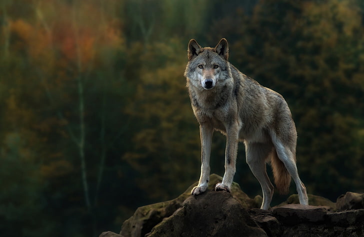الذئب الرمادي ، الحيوانات ، الطبيعة ، الذئب، خلفية HD