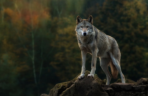 gray wolf, animals, nature, wolf, HD wallpaper HD wallpaper