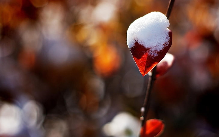 snow-covered leaf, snow, leaves, twigs, bokeh, nature, plants, HD wallpaper