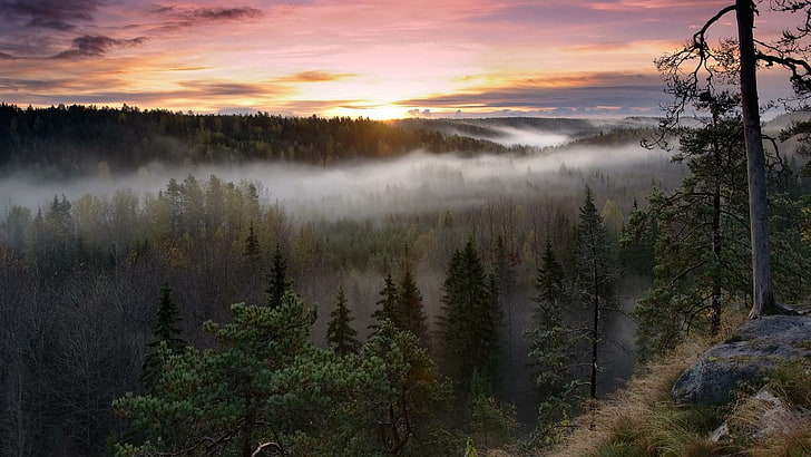 brume, pinède, forêt de sapins, brouillard, brumeux, brumeux, europe, finlande, parc national de noux, espoo, nature, forêt, arbre, parc national nuuksio, parc national, aube, matin, ciel, désert, Fond d'écran HD