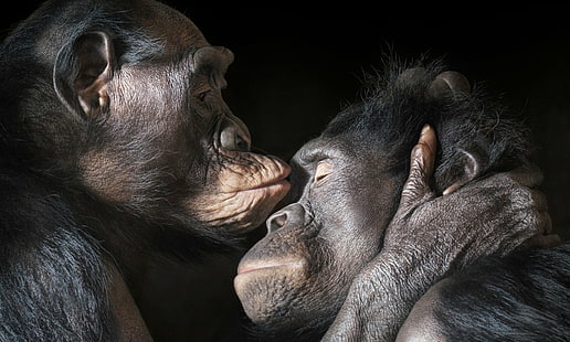 Маймуни, шимпанзе, животни, сладки, прегръдка, любов, HD тапет HD wallpaper