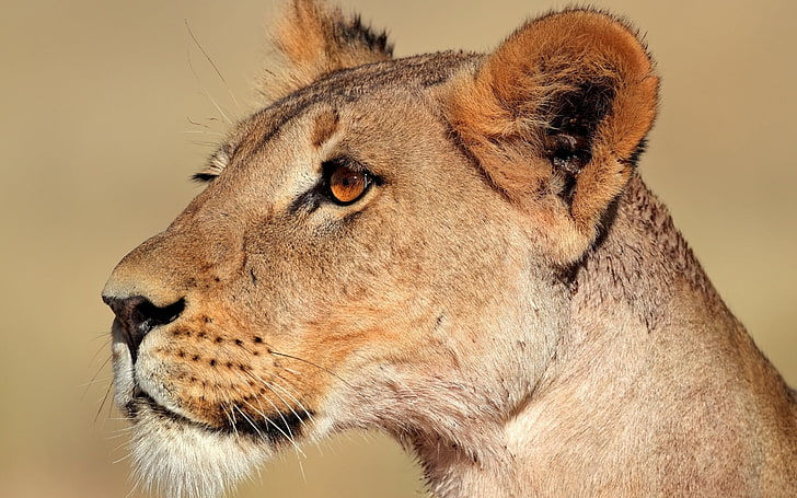 leoa marrom, leão, leoa, rosto, perfil, HD papel de parede
