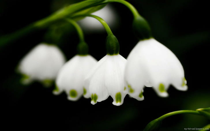 Zoom on Lily of the Valley, white lily of the valley, nature, flower, may, HD wallpaper
