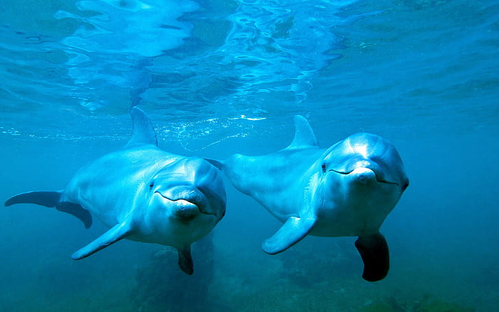 animales, naturaleza, delfines, bajo el agua, azul, mar, agua, Fondo de pantalla HD