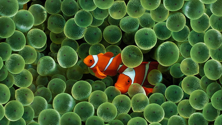 two clown fishes, sea anemones, fish, clownfish, underwater, coral, animals, wildlife, HD wallpaper