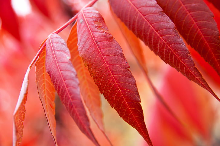 shallow focus photography of red leaves, Autumn, colorful, shallow focus, photography, red leaves, background, fall  color, color  orange, maple, foliage, nature, season, bright, beautiful, tree  leaf, natural, outdoor, leaf, tree, close-up, forest, red, plant, backgrounds, branch, HD wallpaper