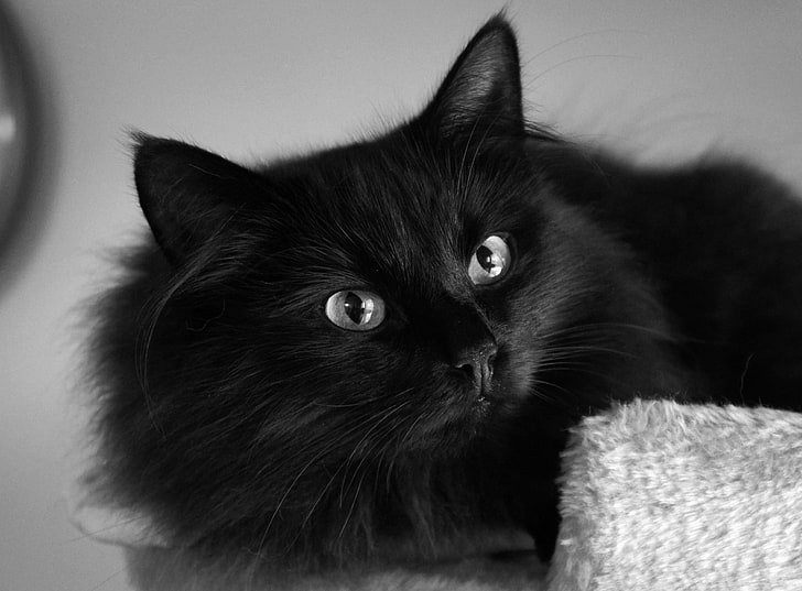 black maine coon, cat, fluffy, muzzle, eyes, HD wallpaper