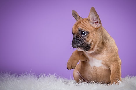 шоколадов мопс, сладък, кученце, кученце, френски булдог, крак, HD тапет HD wallpaper