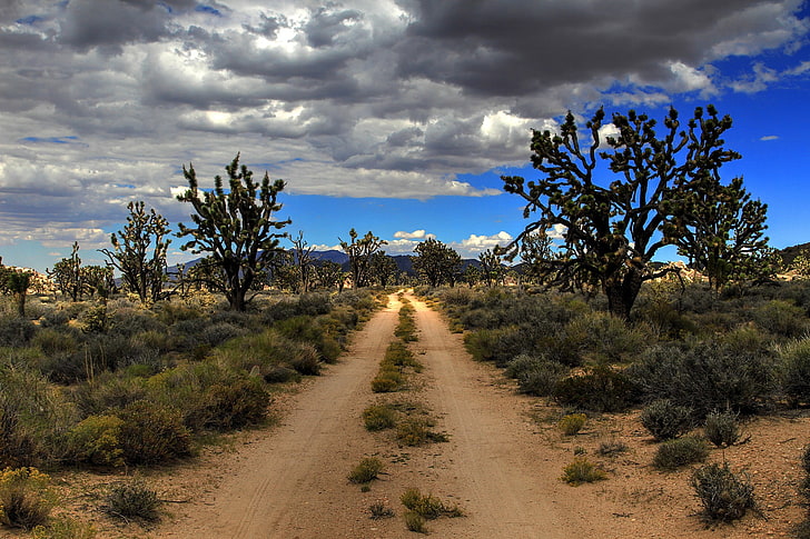 Road, desert, USA, Mojave, Joshua Trees, HD wallpaper | Wallpaperbetter