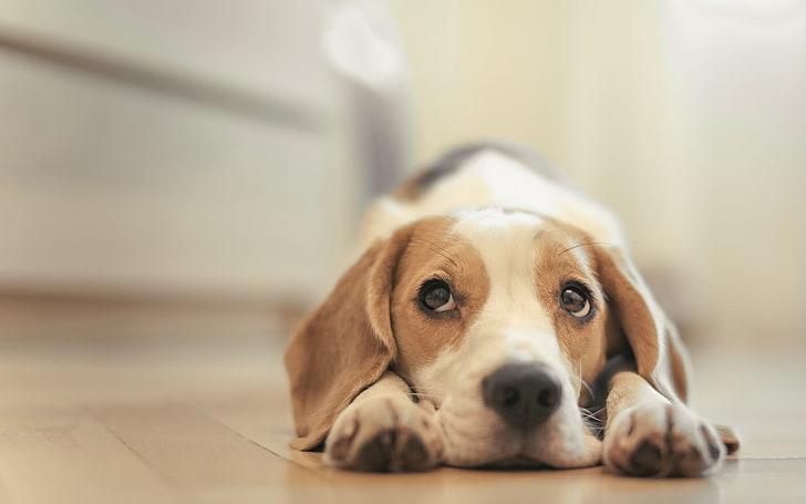 adult tricolor beagle, dog, animals, HD wallpaper