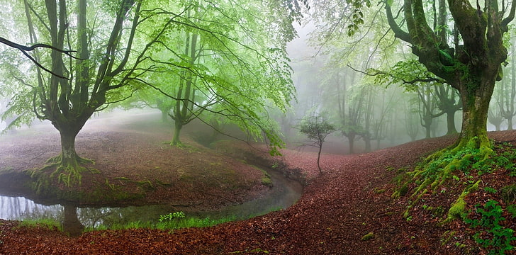 зелени дървета, гора, мъх, мъгла, дървета, рекички, природа, зеленина, пейзаж, хълмове, панорами, HD тапет