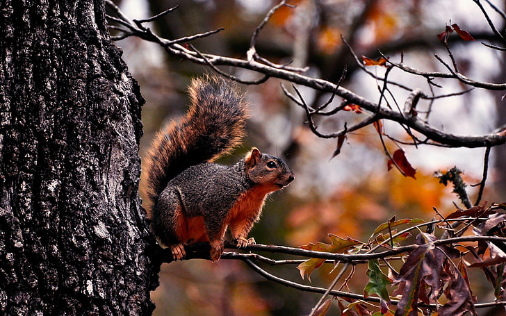 Fliegendes Eichhörnchen, braunes und graues Eichhörnchen, Tiere, andere, HD-Hintergrundbild