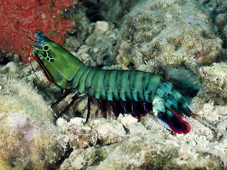 camarones verdes, criatura, mar, bajo el agua, naturaleza, camarones mantis, Fondo de pantalla HD