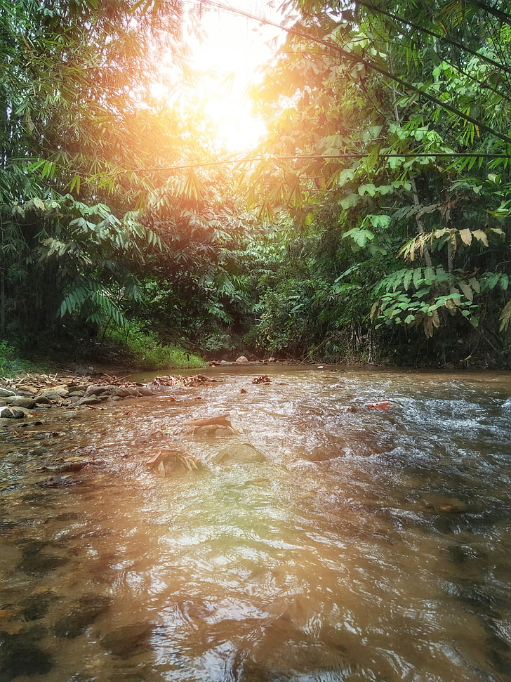 cuerpo de agua y árboles verdes, bosque, agua, puesta de sol, paisaje, fotografía, Fondo de pantalla HD, fondo de pantalla de teléfono