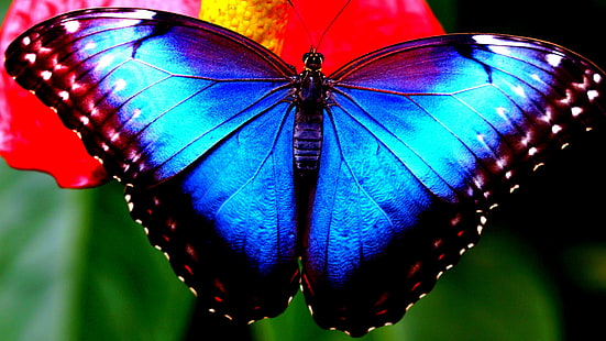 kupu-kupu, morpho menelaus, fotografi makro, close up, Wallpaper HD HD wallpaper