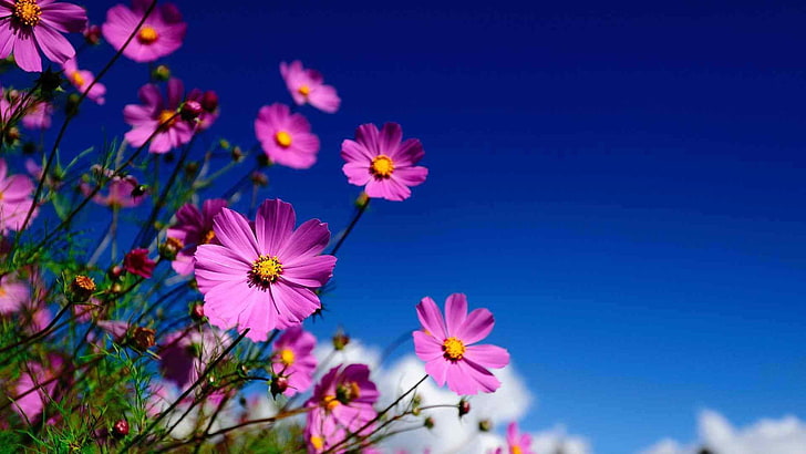 flower, purple, plant, pink, flowers, blossom, garden, spring, floral, flora, bloom, petal, leaf, summer, pollen, botany, color, natural, close, petals, blooming, season, botanical, leaves, yellow, closeup, gardening, daisy, light, fresh, herb, life, bouquet, colorful, decoration, bright, HD wallpaper