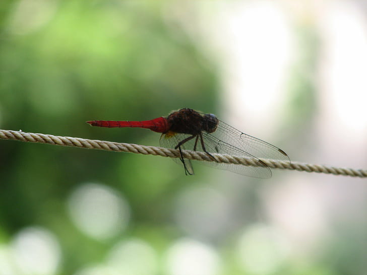 red and black dragon fly closeup photography, red and black, black dragon, dragon fly, closeup photography, dragonfly, insect, animal, nature, close-up, wildlife, macro, animal Wing, HD wallpaper