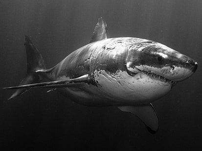 requin, grand requin blanc, animaux, monochrome, poisson, Fond d'écran HD HD wallpaper