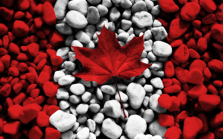 folha de bordo vermelho, branco, vermelho, pedras, criativa, pedra, textura, bandeiras, Canadá, folha de bordo, HD papel de parede